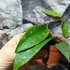 Kép 10/10 - Hoya phuwuaensis