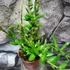 Kép 1/10 - Hoya Angelina