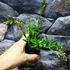 Kép 6/10 - Hoya Angelina