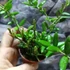 Kép 9/10 - Hoya Angelina
