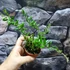 Kép 8/10 - Hoya Angelina
