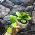 Kép 3/7 - Hoya Fungii