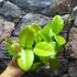 Kép 4/7 - Hoya Fungii