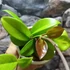 Kép 5/7 - Hoya Fungii