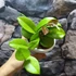 Kép 6/7 - Hoya Fungii