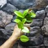 Kép 7/7 - Hoya Fungii