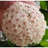 Kép 1/7 - Hoya Fungii