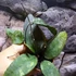 Kép 2/8 - Hoya Caudata (big leaf)