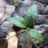 Kép 4/8 - Hoya Caudata (big leaf)