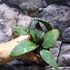 Kép 5/8 - Hoya Caudata (big leaf)
