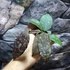 Kép 6/8 - Hoya Caudata (big leaf)