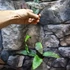 Kép 7/8 - Hoya Caudata (big leaf)