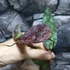 Kép 8/8 - Hoya Caudata (big leaf)