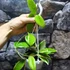 Kép 3/5 - Hoya Acuta Variegata