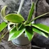 Kép 2/5 - Hoya Acuta Variegata