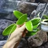 Kép 4/5 - Hoya Acuta Variegata