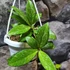 Kép 2/6 - Hoya Crassipetiolata Splash