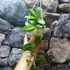 Kép 3/6 - Hoya Crassipetiolata Splash