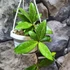 Kép 4/6 - Hoya Crassipetiolata Splash