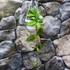 Kép 5/6 - Hoya Crassipetiolata Splash