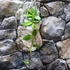 Kép 6/6 - Hoya Crassipetiolata Splash