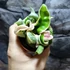 Kép 3/7 - Hoya carnosa 'Compacta Variegata'