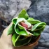 Kép 4/7 - Hoya carnosa 'Compacta Variegata'