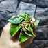 Kép 5/7 - Hoya carnosa 'Compacta Variegata'
