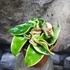 Kép 6/7 - Hoya carnosa 'Compacta Variegata'