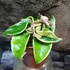 Kép 7/7 - Hoya carnosa 'Compacta Variegata'