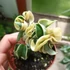 Kép 8/8 - Hoya carnosa 'Compacta Variegata'