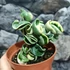 Kép 2/8 - Hoya carnosa 'Compacta Variegata'