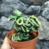 Kép 3/8 - Hoya carnosa 'Compacta Variegata'