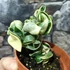Kép 4/8 - Hoya carnosa 'Compacta Variegata'