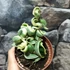 Kép 5/8 - Hoya carnosa 'Compacta Variegata'
