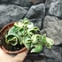 Kép 6/8 - Hoya carnosa 'Compacta Variegata'