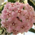 Kép 1/7 - Hoya carnosa 'Compacta Variegata'