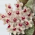 Kép 1/9 - Hoya Caudata