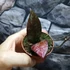 Kép 2/9 - Hoya Caudata