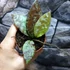 Kép 5/9 - Hoya Caudata