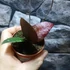 Kép 6/9 - Hoya Caudata