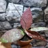 Kép 7/9 - Hoya Caudata