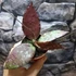 Kép 8/9 - Hoya Caudata