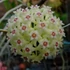 Kép 1/5 - Hoya parasitica