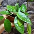 Kép 2/5 - Hoya parasitica