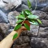 Kép 3/5 - Hoya parasitica