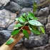Kép 4/5 - Hoya parasitica