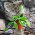 Kép 5/5 - Hoya parasitica