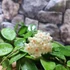Kép 5/7 - Hoya Mathilde