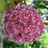 Kép 1/6 - Hoya carnosa 'Tricolor'